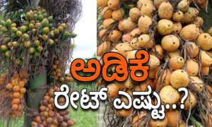 arecanut 1