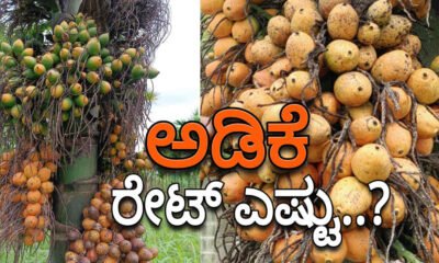 arecanut 1