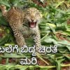 dvg channagiri