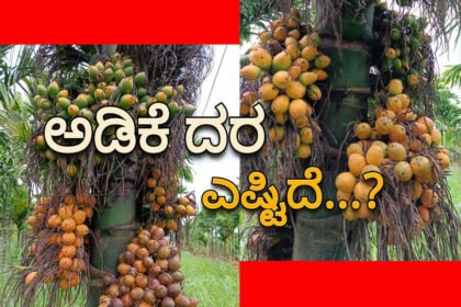arecanut 2