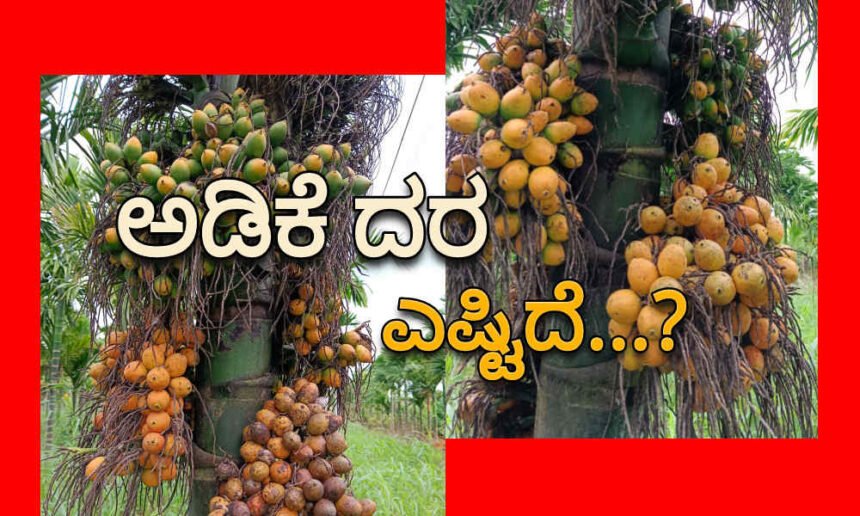 arecanut 2