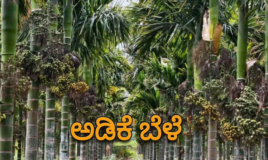 arecanut crop