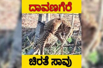 Leopard is dead davangere