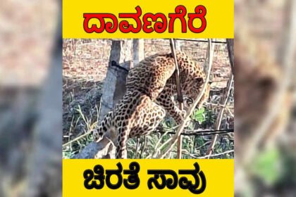 Leopard is dead davangere