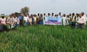 davangere Onion crop
