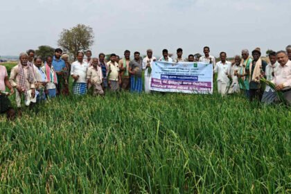 davangere Onion crop