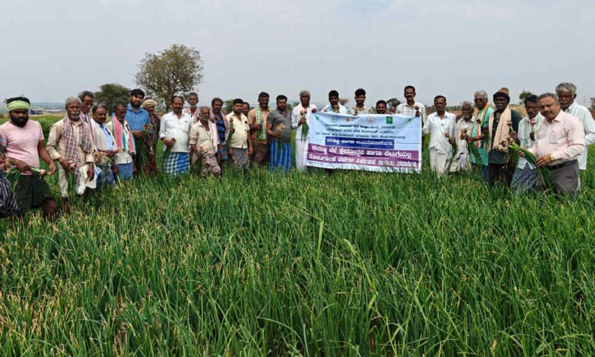 davangere Onion crop