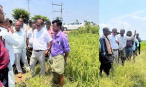 davangere farmer