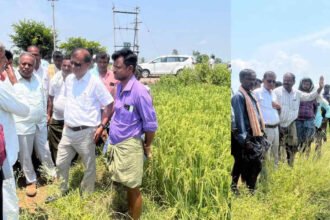 davangere farmer
