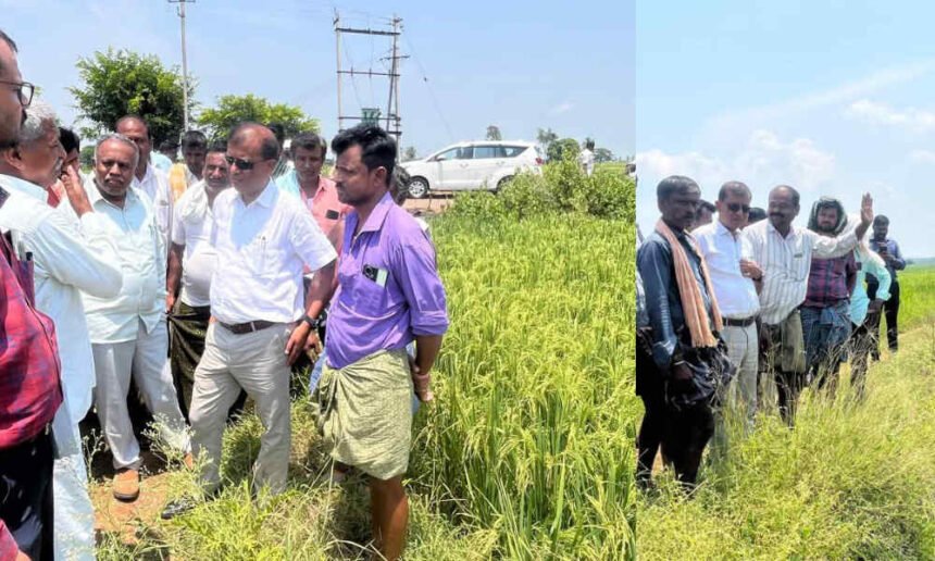 davangere farmer