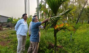 davangere Arecanut 1