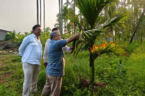 davangere Arecanut 1