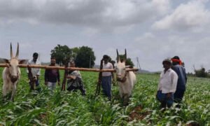 agriculture Farmer 1