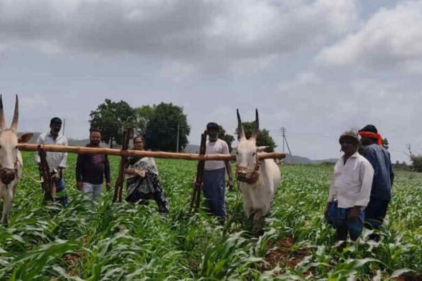 agriculture Farmer 1