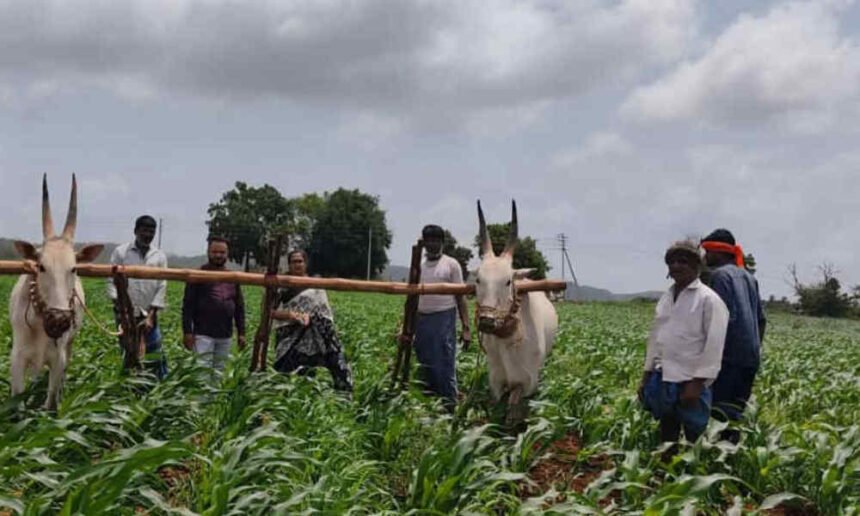 agriculture Farmer 1