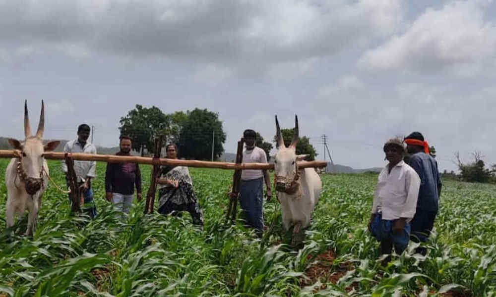 agriculture Farmer 1