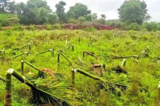 arecanut tree cut 1